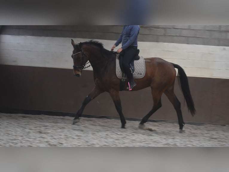 Belgian Warmblood Gelding 4 years 17 hh Brown in Achtmaal Belgian Warmblood Gelding 4 years 17 hh Brown in Achtmaal