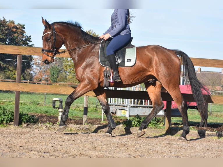 Belgian Warmblood Gelding 4 years 17 hh Brown in Achtmaal