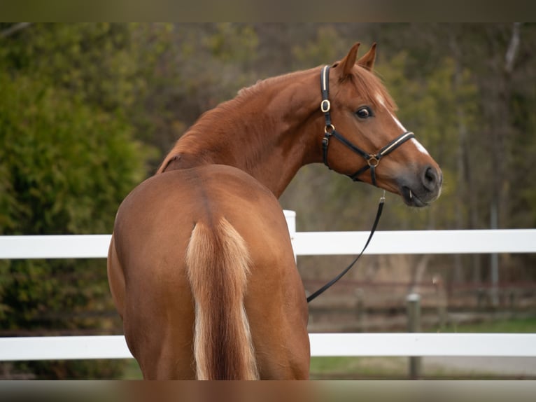 Belgian Warmblood Gelding 4 years 17 hh Chestnut-Red in Noville