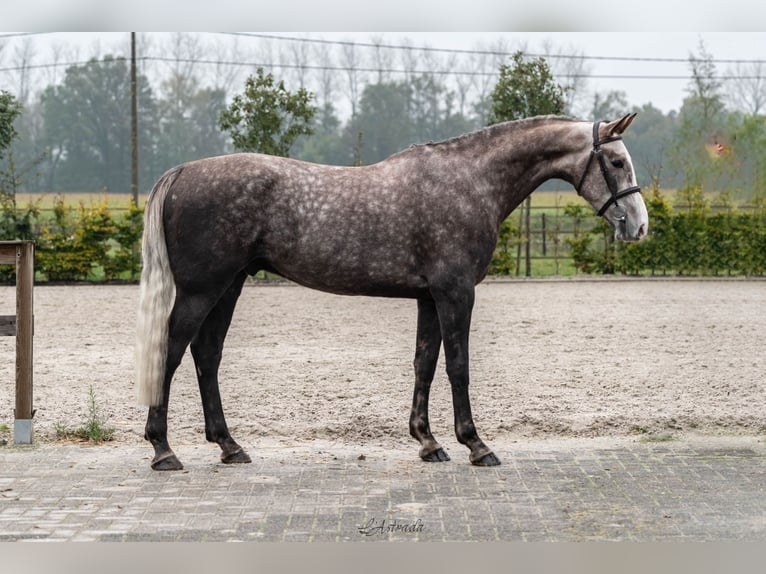 Belgian Warmblood Gelding 4 years Gray in Bladel