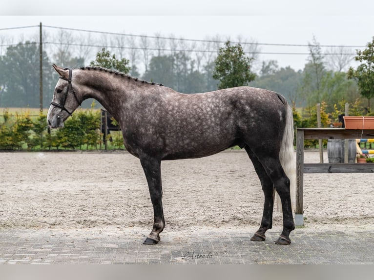 Belgian Warmblood Gelding 4 years Gray in Bladel