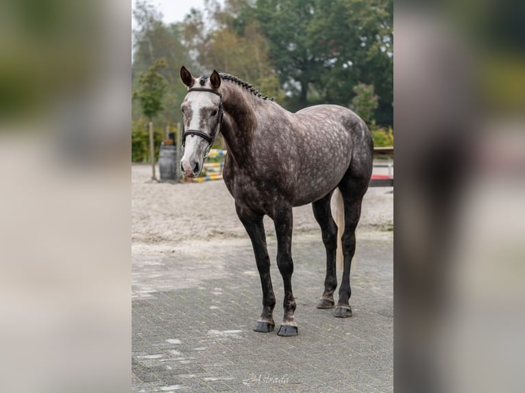 Belgian Warmblood Gelding 4 years Gray in Bladel