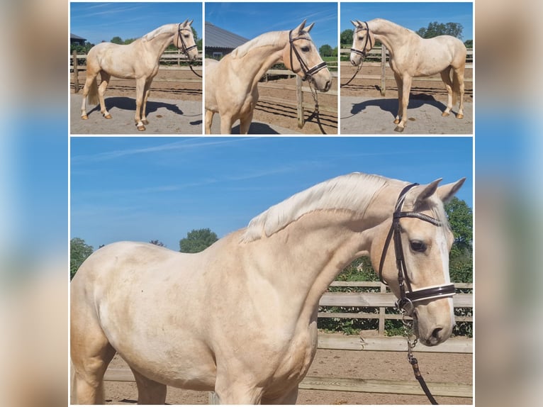 Belgian Warmblood Gelding 4 years Palomino in Den Ham Belgian Warmblood Gelding 4 years Palomino in Den Ham