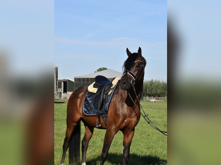 Belgian Warmblood Gelding 5 years 15.1 hh Brown in Duisburg