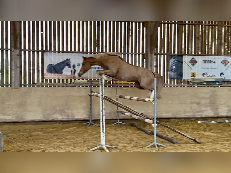 Belgian Warmblood Gelding 5 years 15,2 hh Chestnut-Red in Le Louroux Béconnais