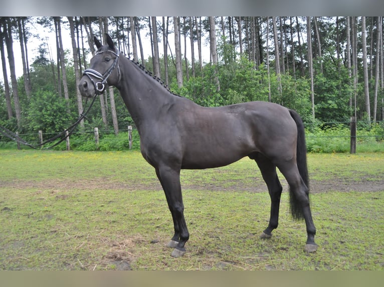 Belgian Warmblood Gelding 5 years 16,1 hh Black in Meerhout