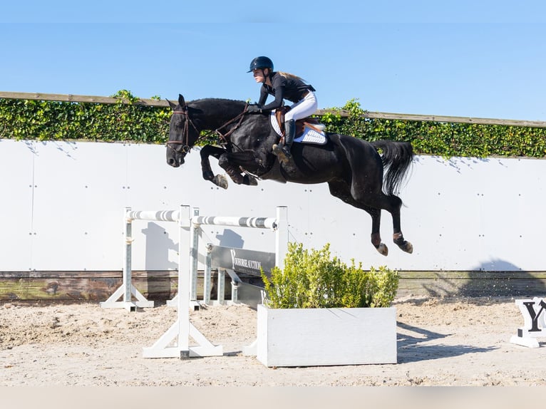 Belgian Warmblood Gelding 5 years 16.1 hh Black in Waddinxveen