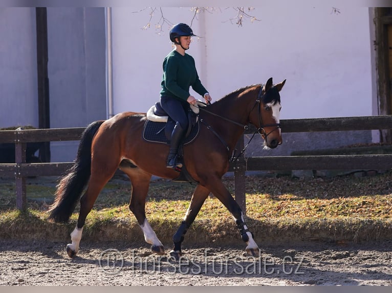 Belgian Warmblood Gelding 5 years 16,1 hh Brown in Benesov