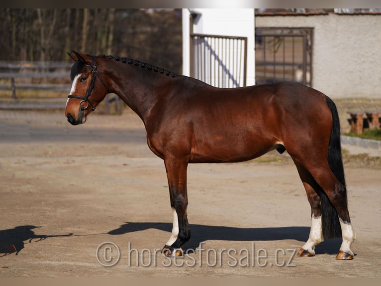 Belgian Warmblood Gelding 5 years 16,1 hh Brown in Benesov