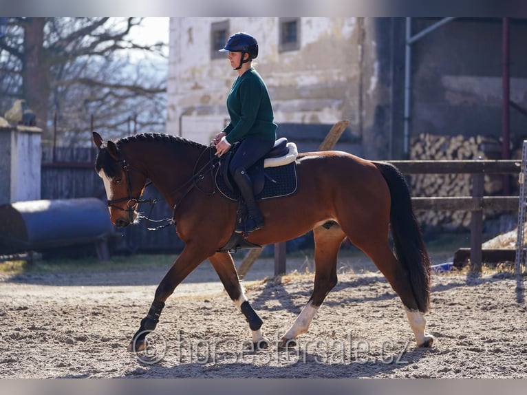 Belgian Warmblood Gelding 5 years 16,1 hh Brown in Benesov