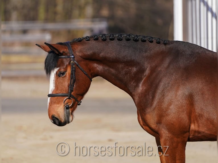 Belgian Warmblood Gelding 5 years 16,1 hh Brown in Benesov