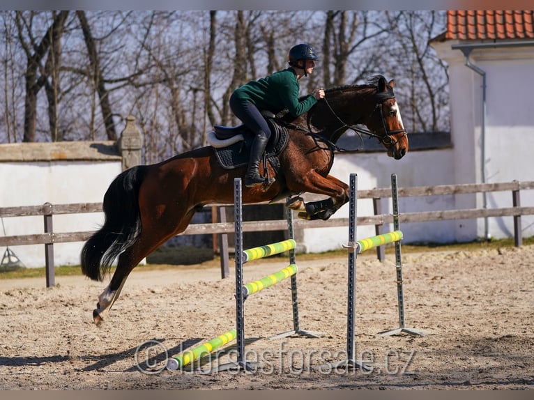 Belgian Warmblood Gelding 5 years 16,1 hh Brown in Benesov