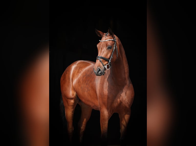 Belgian Warmblood Gelding 5 years 16,1 hh Brown in Lastrup