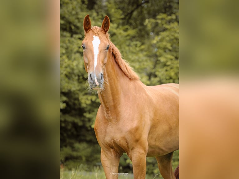 Belgian Warmblood Gelding 5 years 16.1 hh Chestnut-Red in Diepenbeek