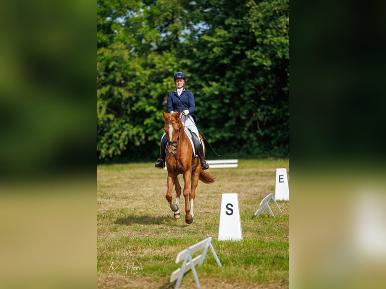Belgian Warmblood Gelding 5 years 16.1 hh Chestnut-Red in Diepenbeek