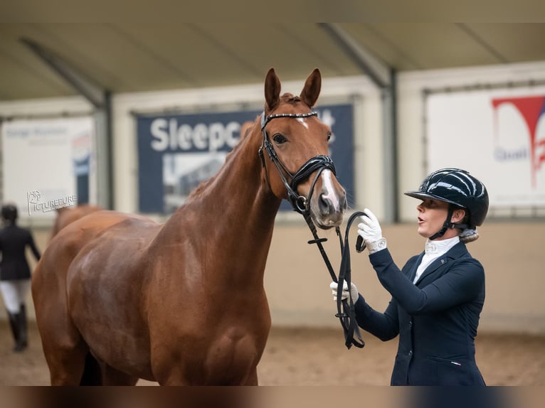 Belgian Warmblood Gelding 5 years 16,1 hh Chestnut-Red in Sint-Katelijne-Waver