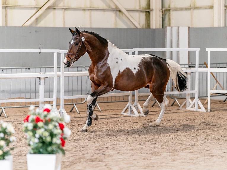 Belgian Warmblood Gelding 5 years 16.1 hh  in Zduchovice