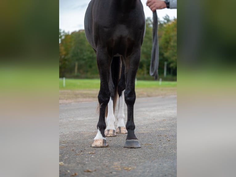 Belgian Warmblood Gelding 5 years 16,2 hh Bay-Dark in GROTE-BROGEL