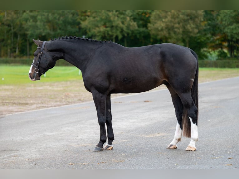 Belgian Warmblood Gelding 5 years 16,2 hh Bay-Dark in GROTE-BROGEL