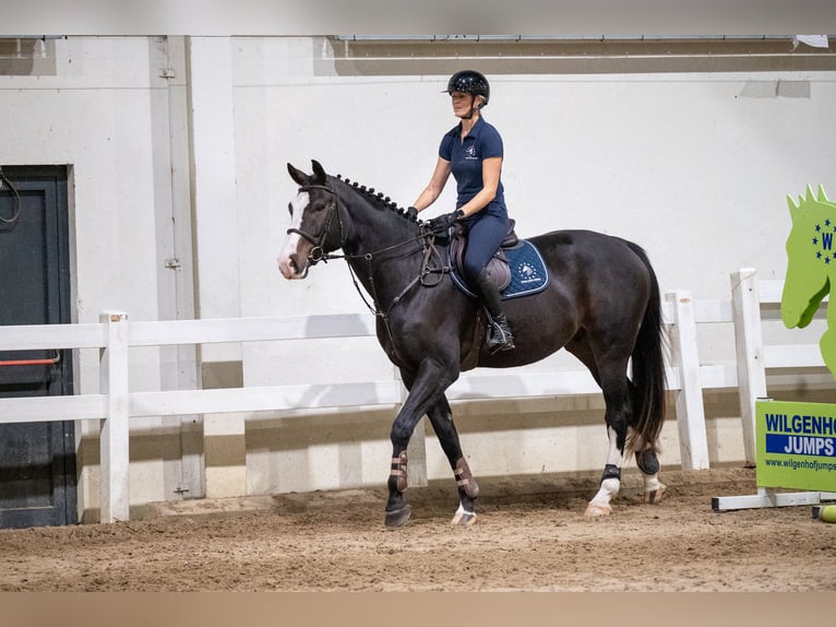 Belgian Warmblood Gelding 5 years 16,2 hh Bay-Dark in GROTE-BROGEL