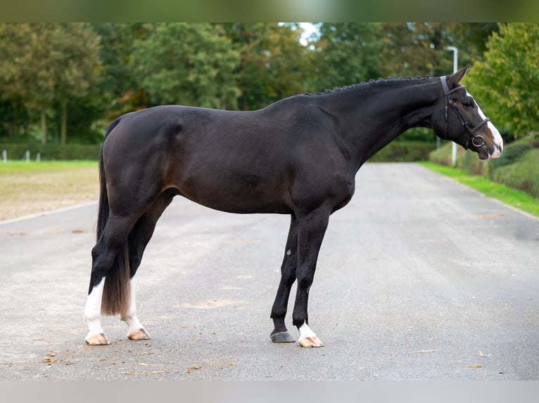 Belgian Warmblood Gelding 5 years 16,2 hh Bay-Dark in GROTE-BROGEL