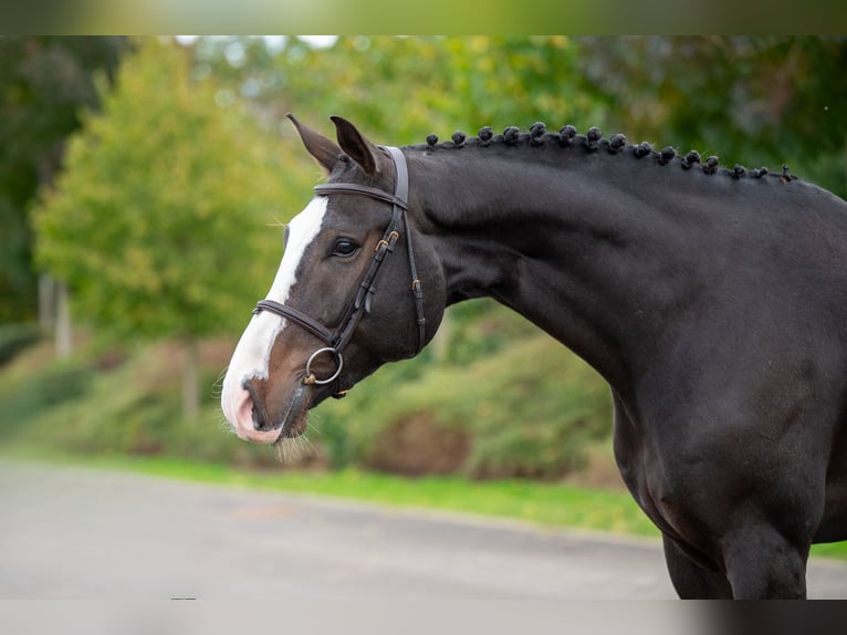 Belgian Warmblood Gelding 5 years 16,2 hh Bay-Dark in GROTE-BROGEL