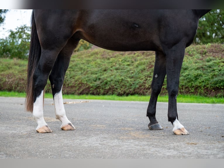 Belgian Warmblood Gelding 5 years 16,2 hh Bay-Dark in GROTE-BROGEL