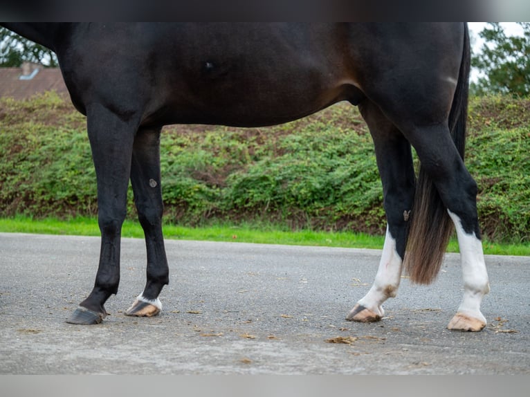 Belgian Warmblood Gelding 5 years 16,2 hh Bay-Dark in GROTE-BROGEL