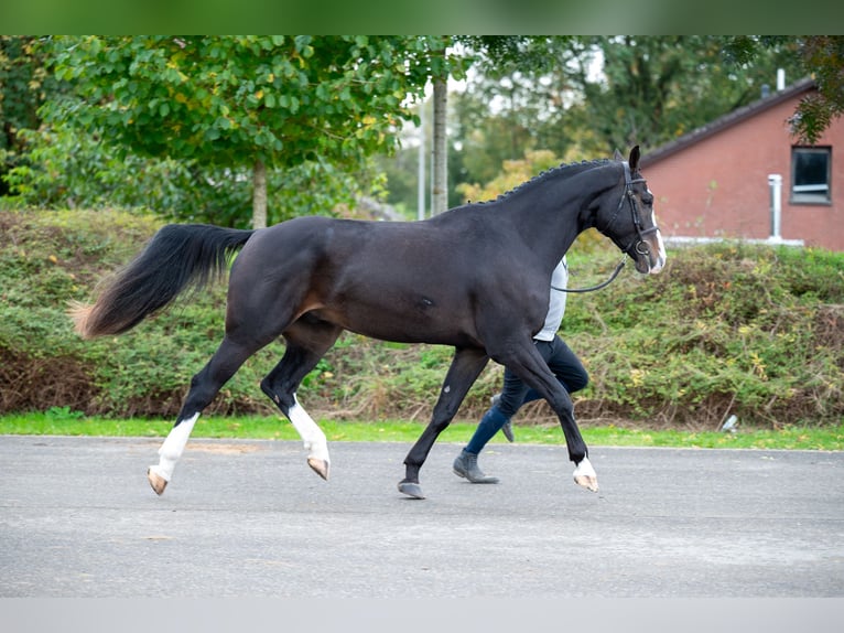 Belgian Warmblood Gelding 5 years 16,2 hh Bay-Dark in GROTE-BROGEL