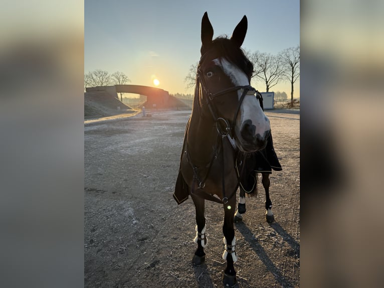 Belgian Warmblood Gelding 5 years 16,2 hh Bay-Dark in Titz