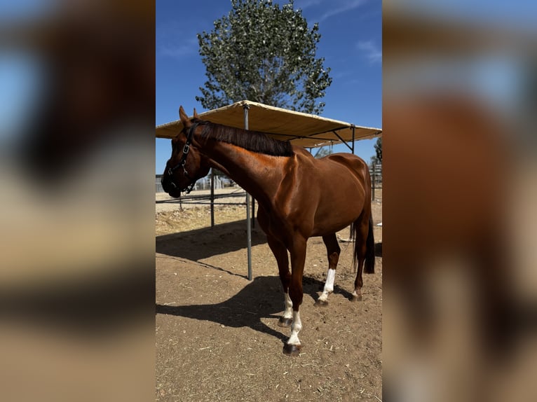 Belgian Warmblood Gelding 5 years 16.2 hh Bay-Dark in Wijchmaal