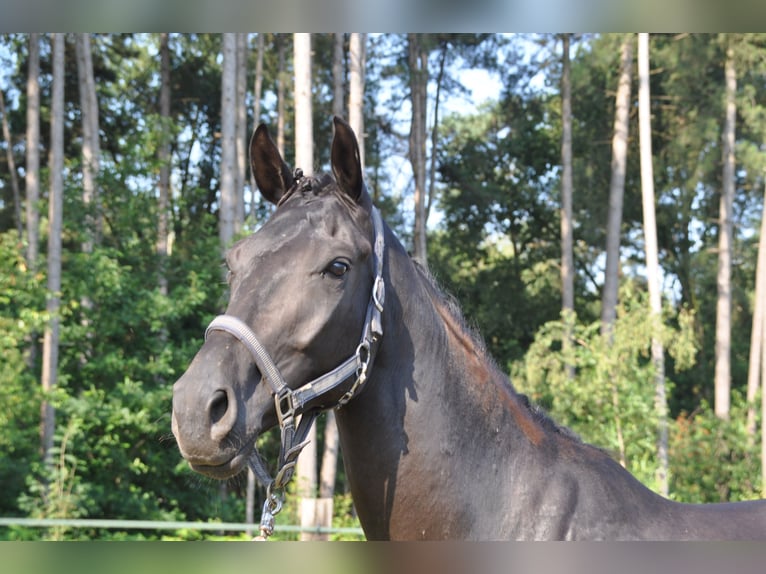 Belgian Warmblood Gelding 5 years 16,2 hh Black in Meerhout