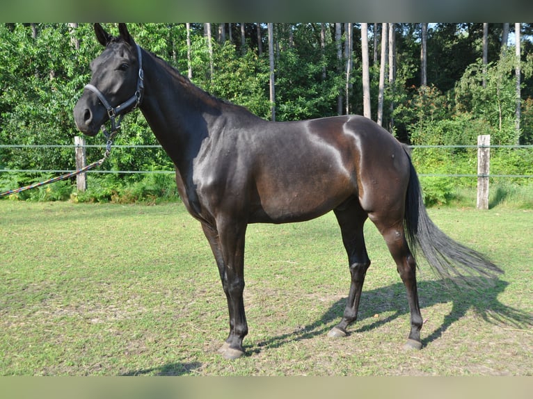 Belgian Warmblood Gelding 5 years 16,2 hh Black in Meerhout