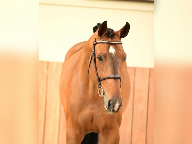 Belgian Warmblood Gelding 5 years 16.2 hh Black in Bladel