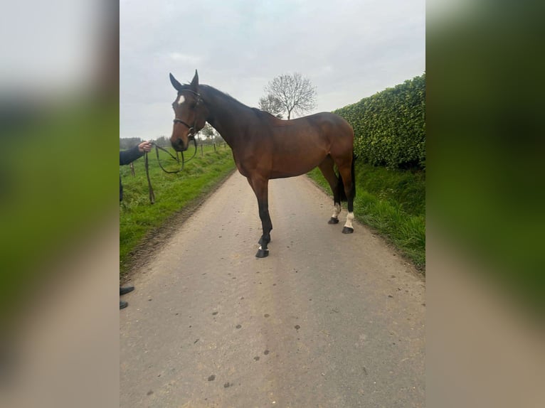 Belgian Warmblood Gelding 5 years 16,2 hh Brown in GROTE-BROGEL