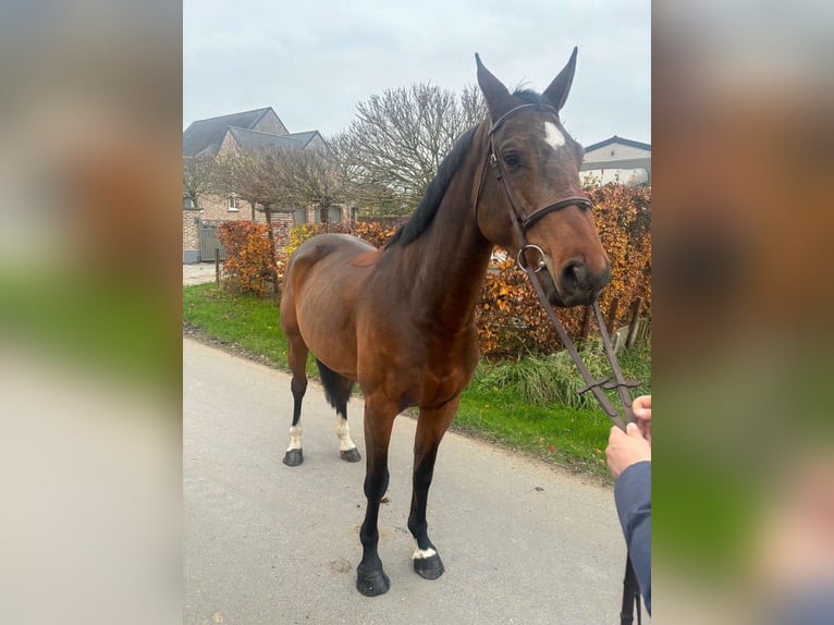 Belgian Warmblood Gelding 5 years 16,2 hh Brown in GROTE-BROGEL