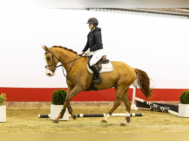 Belgian Warmblood Gelding 5 years 16,2 hh Chestnut-Red in Waddinxveen