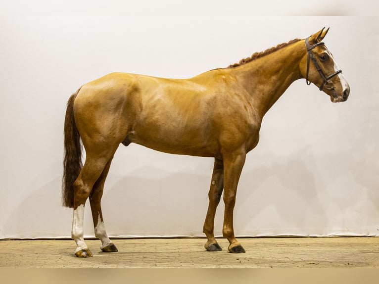 Belgian Warmblood Gelding 5 years 16,2 hh Chestnut-Red in Waddinxveen