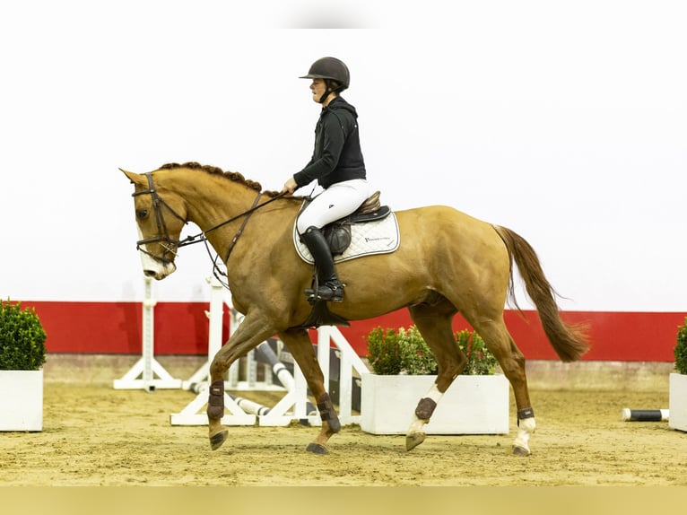 Belgian Warmblood Gelding 5 years 16,2 hh Chestnut-Red in Waddinxveen