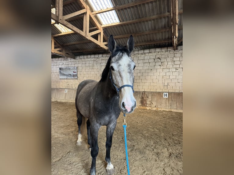 Belgian Warmblood Gelding 5 years 16.3 hh Grey-Dapple in Simonsfeld