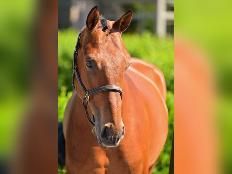 Belgian Warmblood Gelding 5 years 16 hh Brown in Bladel