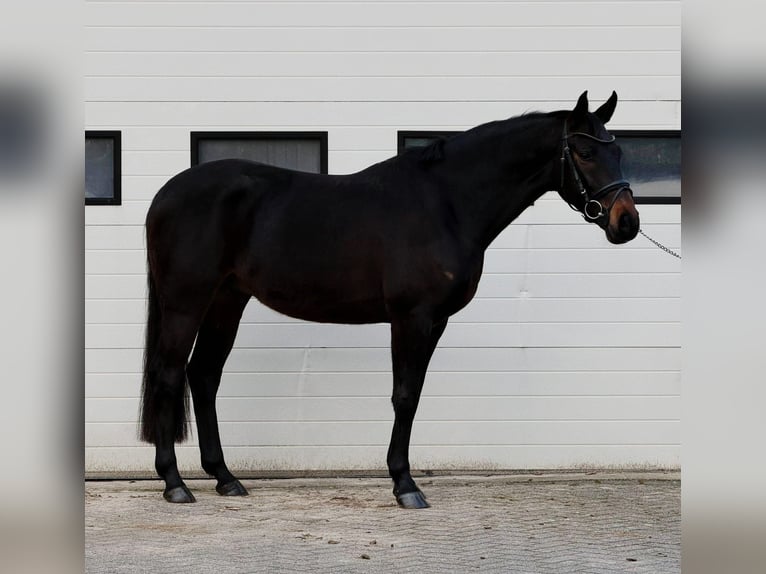 Belgian Warmblood Gelding 5 years 16 hh Brown in Someren
