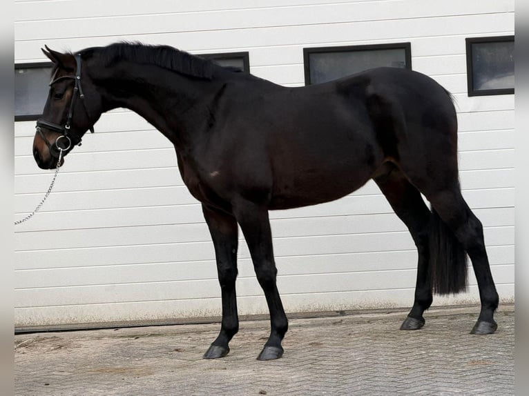 Belgian Warmblood Gelding 5 years 16 hh Brown in Someren
