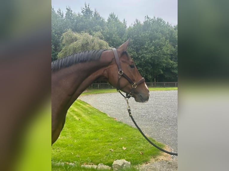 Belgian Warmblood Gelding 5 years 16 hh Brown in Ireland