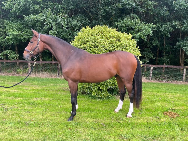 Belgian Warmblood Gelding 5 years 16 hh Brown in Ireland