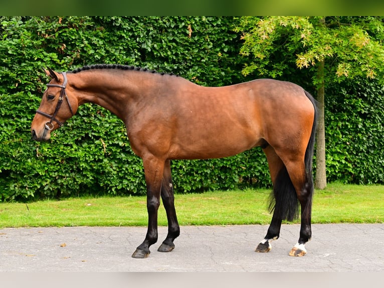 Belgian Warmblood Gelding 5 years 16 hh Brown in Bladel