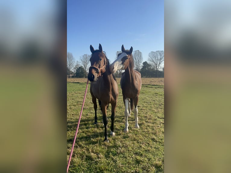 Belgian Warmblood Gelding 5 years 16 hh Brown in Brecht