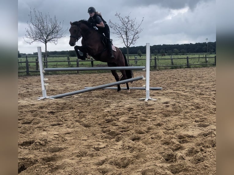 Belgian Warmblood Gelding 5 years 16 hh Brown in Brecht