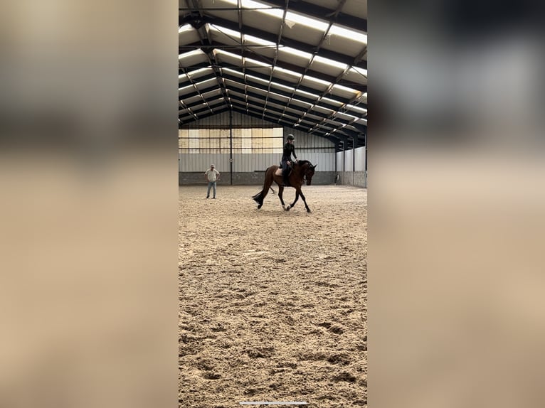 Belgian Warmblood Gelding 5 years 16 hh Brown in Brecht