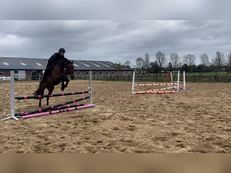 Belgian Warmblood Gelding 5 years 16 hh Brown in Brecht